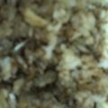 ma___111's cooksnap of when they made うなぎに負けない簡単♪穴子の炊き込みご飯.
