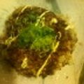 サンゲタン's cooksnap of when they made ツルン!簡単♪納豆山芋お好み焼き.