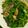 クック38W0BX☆'s cooksnap of when they made 鯖缶と小松菜のさっと煮.