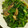 クック38W0BX☆'s cooksnap of when they made 鯖缶と小松菜のさっと煮.