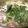 ねこはがき's cooksnap of when they made 水菜と豚肉だけ！我が家の【はりはり鍋】.
