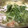 ねこはがき's cooksnap of when they made 水菜と豚肉だけ！我が家の【はりはり鍋】.