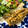 hirose3939's cooksnap of when they made 青魚を手軽に！さばのごまごま焼き.