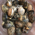 keiko1211's cooksnap of when they made あさりを美味しく♪砂抜き＆塩抜きの方法.