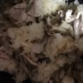 ma___111's cooksnap of when they made お代わり必須♡舞茸と豚肉の炊き込みご飯.