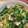 クックQQZSRC☆'s cooksnap of when they made 大根の葉と油揚げ炒め❀桜えび風味.