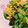 ゆいったろ's cooksnap of when they made チンゲン菜の菜種和え.