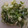 みきんこ✿'s cooksnap of when they made 簡単！手軽に焼肉屋のネギ塩♪.