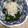 クックモモ☆'s cooksnap of when they made 生青のりの酢の物.
