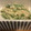 つきみそう♪'s cooksnap of when they made 春菊の茎の白和え.