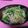 サッチー☆★'s cooksnap of when they made 簡単！菜の花とベーコンの和風春パスタ♡.
