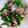 クックLJ2W4Q☆'s cooksnap of when they made あさりと菜の花の酒蒸し♪.