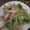 せつせつせつ's cooksnap of when they made 大量消費！茹で水菜のサラダ.