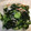 クック5I4A13☆'s cooksnap of when they made 我が家の酢の物＊定番キュウリとワカメ.