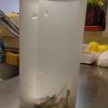 きょとん's cooksnap of when they made プロの味！裏技de簡単絶品！みそ汁.