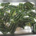 inokero's cooksnap of when they made moso家の常備菜①　胡桃味噌のしそ巻き.