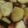 クックXFL002☆'s cooksnap of when they made ♭レンジで簡単♭リンゴのワインコンポート.
