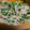 あゆたっくん's cooksnap of when they made 簡単5分でおつまみ＊ニラもやしのゴマ和え.