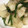 yummy?'s cooksnap of when they made シンプル♬かぶと舞茸とはんぺん炒め.