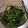 ogyu8786's cooksnap of when they made 豆苗の塩昆布和え 3分で出来る簡単副菜♪.