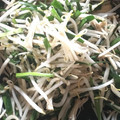 クックRJJ7XY☆'s cooksnap of when they made 簡単＊お弁当にも◎ニラもやしえのき炒め.
