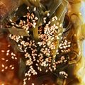 けいたん☆ママ's cooksnap of when they made 出汁が出た後でも美味しい☆昆布の酢の物.