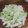 ぴよもあぜる's cooksnap of when they made 大根の梅マヨサラダ.