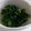 0413SU's cooksnap of when they made 高菜のお漬物.