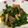 クックYG7VKF☆'s cooksnap of when they made 男子喜ぶ♪【豚とわけぎのコチュマヨ炒め】.