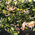 Ｒara's cooksnap of when they made 何かのインゲン風野菜とツナの和え物.
