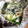 nico•u•♪'s cooksnap of when they made たらとちぢみほうれん草のホイル焼き.