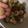 しなの_がわ's cooksnap of when they made 家にあるものだけで簡単！絶品スノーボール.