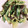クックMB0955☆'s cooksnap of when they made 小松菜の海苔わさび和え.