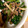 ちびまめママ◎'s cooksnap of when they made 豚肉としめじと小松菜の甘辛煮.