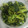 もりのりころ's cooksnap of when they made 菜の花 からし和え.