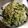 まゆは見習い★'s cooksnap of when they made 菜の花の胡麻マヨ和え(大人向け).