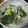 tomochi1014's cooksnap of when they made カニかま＆きゅうり＆ちくわのごまだれ和え.