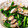クックTE2KTL☆'s cooksnap of when they made あさりと菜の花の酒蒸し♪.