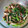 ジュン0509's cooksnap of when they made 楽うま！キノコとニラのごまおかか和え.