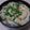 Ocean_ray's cooksnap of when they made 関西風♡鰹節で簡単旨い♡きつねうどんあげ.