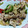 月✳Iris's cooksnap of when they made ピーマンと玉ねぎの豚肉ゴマ炒め.