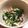 みどすけ☆'s cooksnap of when they made イカとネギのぬた.