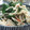 サーフブレイド's cooksnap of when they made にらとえのきの梅和え.
