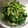 sban's cooksnap of when they made 菜の花の辛子和え.