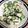 なぎ…♪'s cooksnap of when they made キュウリのツナマヨ和え☆.