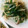 mossaman's cooksnap of when they made 簡単中華・豚肉とニラとモヤシの塩炒め.