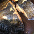 クックCTIXAB☆'s cooksnap of when they made うま！魚の煮付け(カレイの煮付け)黄金比.