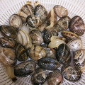 lalala11's cooksnap of when they made あさりを美味しく♪砂抜き＆塩抜きの方法.