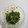 クックZO6CV6☆'s cooksnap of when they made 変わり種！ほうれん草のマヨ和え☆.