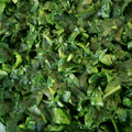２４なるるん's cooksnap of when they made 【離乳食】ほうれん草の冷凍保存.